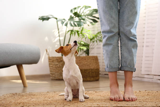 istock Small breed puppy and its owner at home. 1257209764