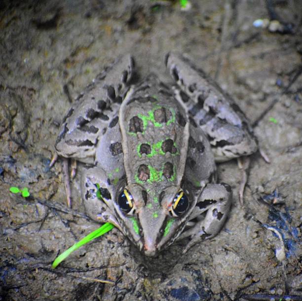 крикет лягушка - camouflage animal frog tree frog стоковые фото и изображения