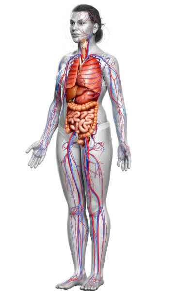 istock 3d rendered medically accurate illustration of the female circulatory  system and internal organs 1257210671