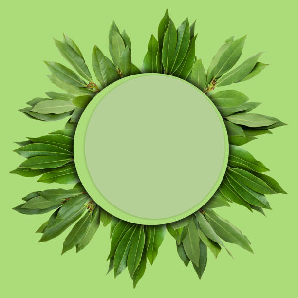 istock Creative layout of laurel leaves with a note card. 1257210827