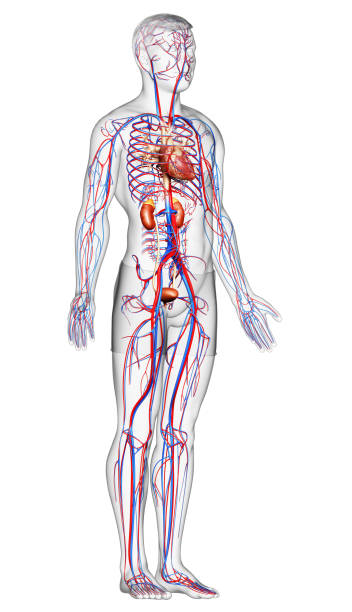 istock 3d rendered, medically accurate illustration of the kidneys and circulatory system 1257210834