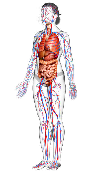 istock 3d rendered medically accurate illustration of female Internal organs and circulatory system