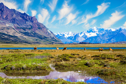 Small herd of guanaco. Los Glaciares is Argentina's most beautiful natural park. The hurricane wind of Patagonia. The lake with azure water, steppe of Patagonia and cold mountains.