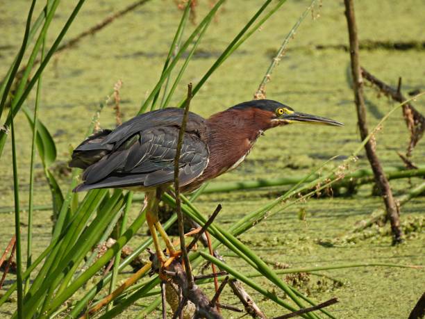 istock Green Heron (Butorides virescens) in the Florida wetlands 1257214618
