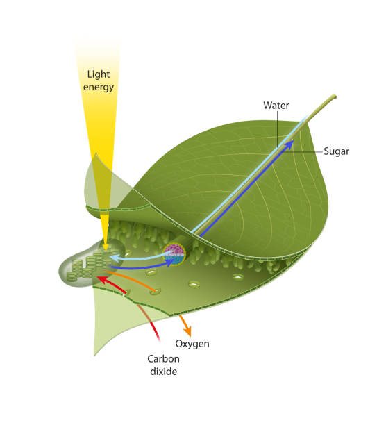 Photosynthesis leaf illustration This figure illustrates in a schematic way what goes on in a leaf through the processes of photosynthesis and respiration stomata stock illustrations