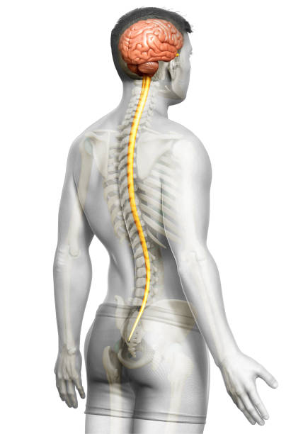 3d hecho ilustración médicamente precisa de un cerebro masculino"n - brain human spine brain stem cerebellum fotografías e imágenes de stock