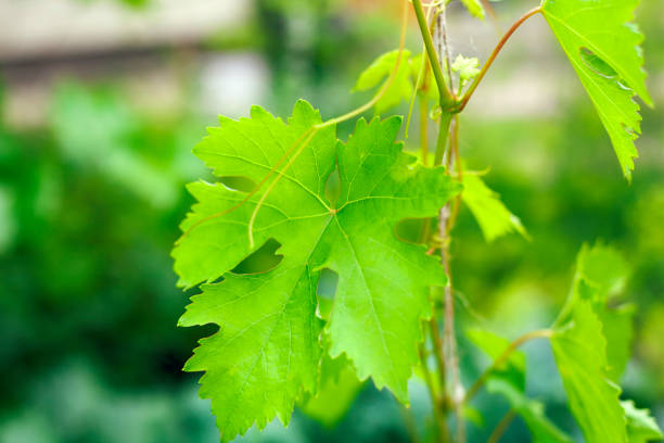 istock Close-up of grape leaf on young vine. 1257215878