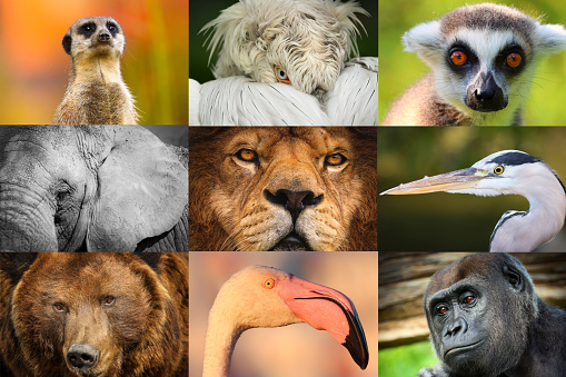 Collage of animal portraits- Lion, elephant, monkey, bear, flamingo, gorilla,pelican, lemur and meerkat.