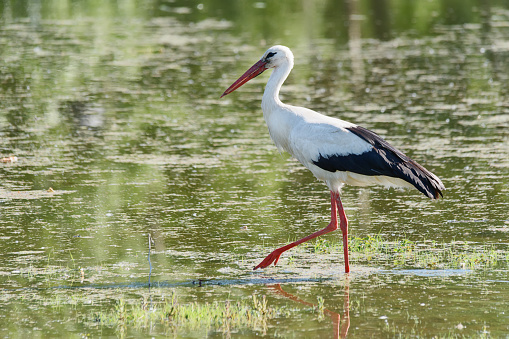 Stork in nature by the river