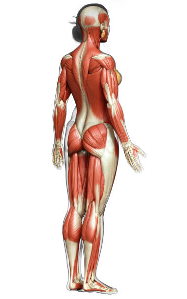 istock 3d rendered medically accurate illustration of a female muscle system 1257219816