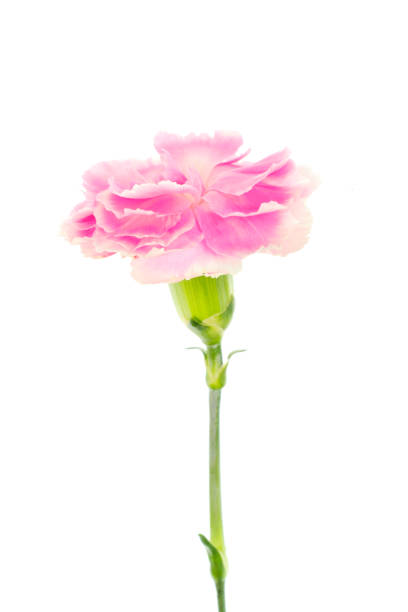 Beautiful blooming bright purple carnation flower isolated on white background