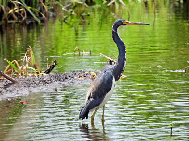 istock Tricolored Heron (Egretta tricolor) in the Florida wetlands 1257220263