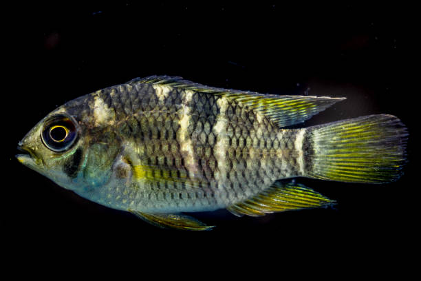 istock Beatiful colors on fresh water Cichlid fish 1257221359