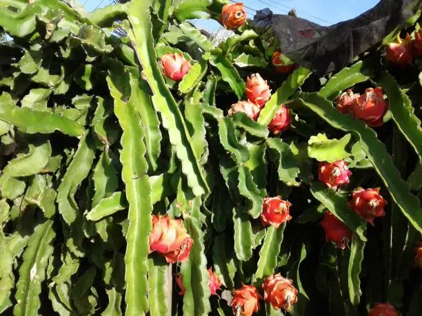 There are multiple of pitaya blooming on the cactus.