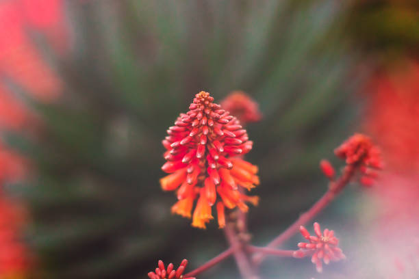 природа - суккуленты - оттенки красного - desert flower california cactus стоковые фото и изображения