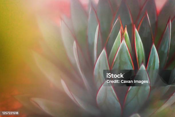 Nature Succulents Shades Of Green Stock Photo - Download Image Now - Macrophotography, Succulent Plant, San Diego