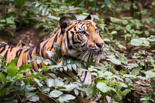 istock Photos of tiger naturally. 1257221934