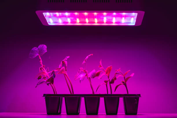 istock cucumber sprouts under led light grow lamp 1257222560