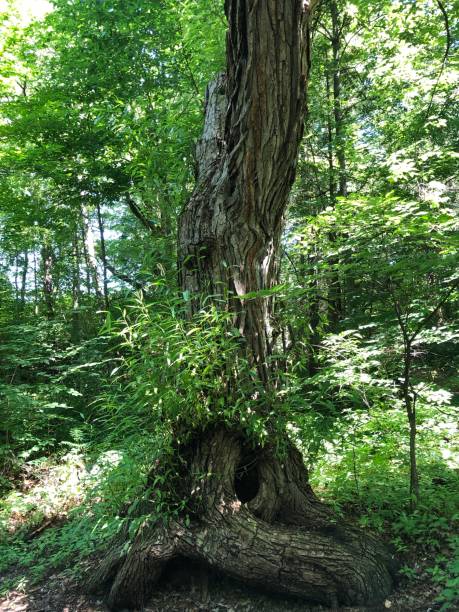 istock Large tree with fantastic and curved shapes 1257222945