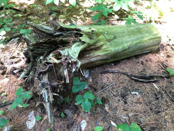 istock Long abandoned and shredded dead tree trunk along 1257222958