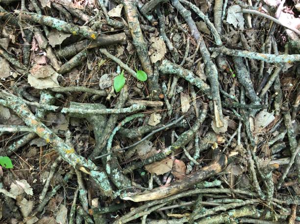 istock Close-up on various branches and dead leaves 1257222993