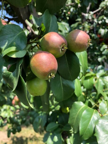 istock Small apples growing from an urban apple tree 2 1257223184