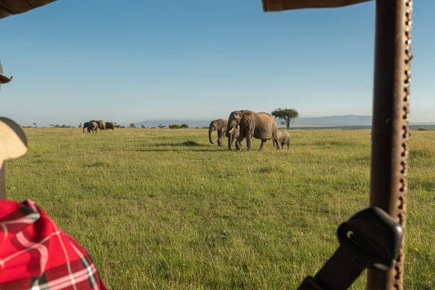 istock Elephant family groups cross the savannah. 1257223371