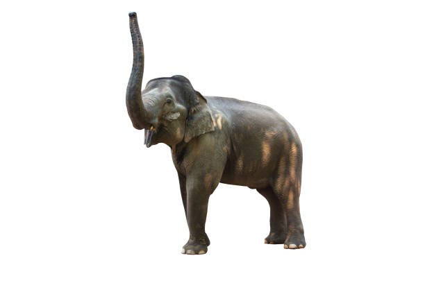 istock Asia elephant stand, isolated white background. 1257223416