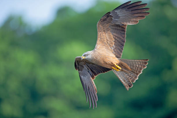 istock A black kite (Milvus migrans) flying in the morning light in Germany. 1257223458
