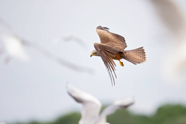 A black kite (Milvus migrans) flying in the morning light in Germany. Close-up of a bird of prey in flight.