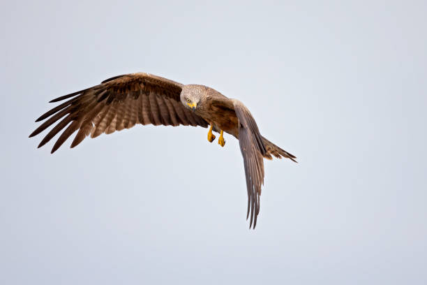istock A black kite (Milvus migrans) flying in the morning light in Germany. 1257223684