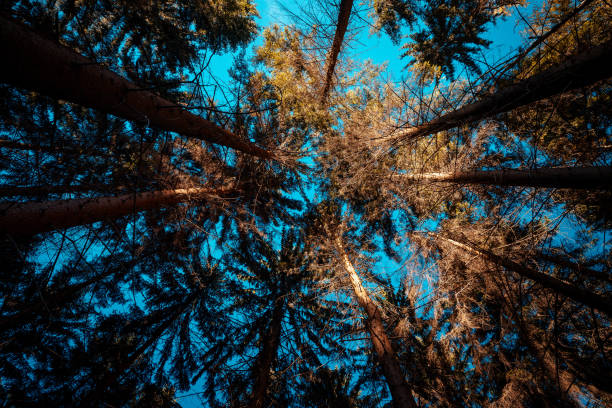 istock A view of tree crowns during the autumn day in forest 1257223702