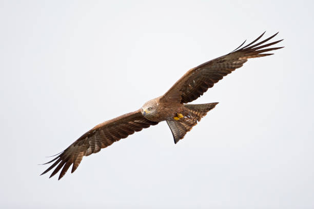 istock A black kite (Milvus migrans) flying in the morning light in Germany. 1257223749
