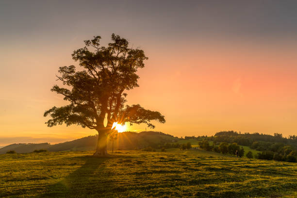 istock Abandoned tree when sun rays pass through the center of the trunk 1257223793