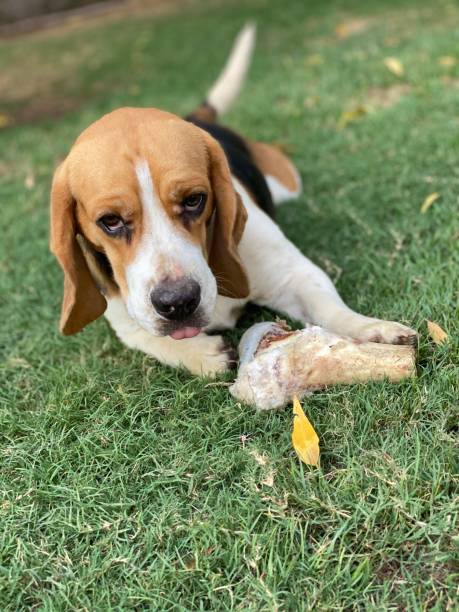beagle de perro - 4398 fotografías e imágenes de stock