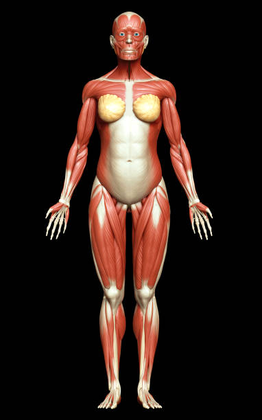 istock 3d rendered medically accurate illustration of a female muscle system 1257224796