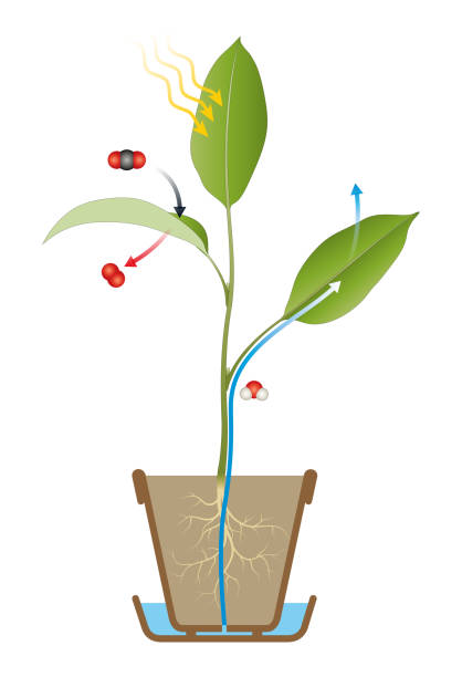 740+ Photosynthesis Diagram Stock Photos, Pictures & Royalty-Free