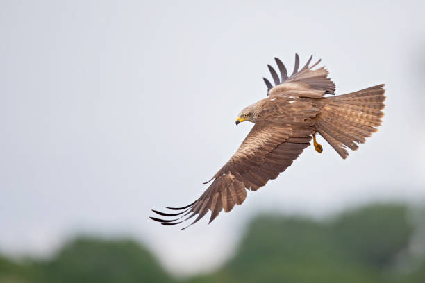 istock A black kite (Milvus migrans) flying in the morning light in Germany. 1257226447