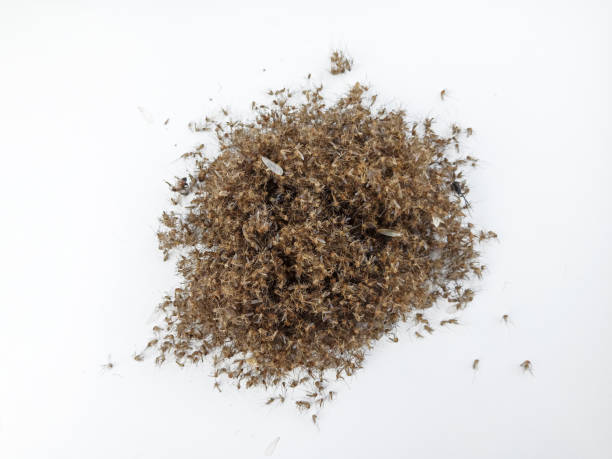 istock Group of Dead mosquito from insect trap on white 1257227784