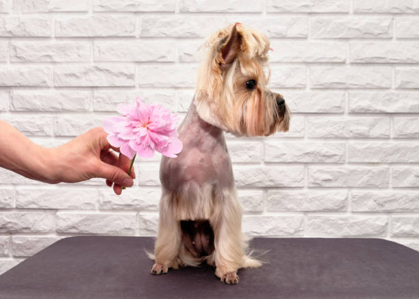 istock Yorkshire terrier sits on a table and receives a pink peony as a present 1257228232