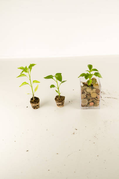 istock Plant Growing In Savings Coins 1257229420