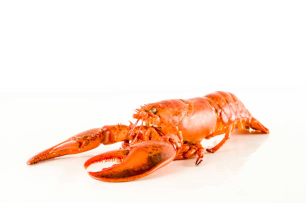 istock Delicious freshly steamed lobster 1257229514