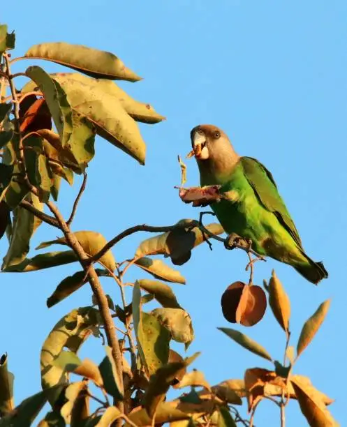 The brown-headed parrot (Poicephalus cryptoxanthus) enjoying a Bushwillow seed.
