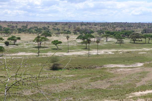 istock Serengeti NP Tanzania 1257230949