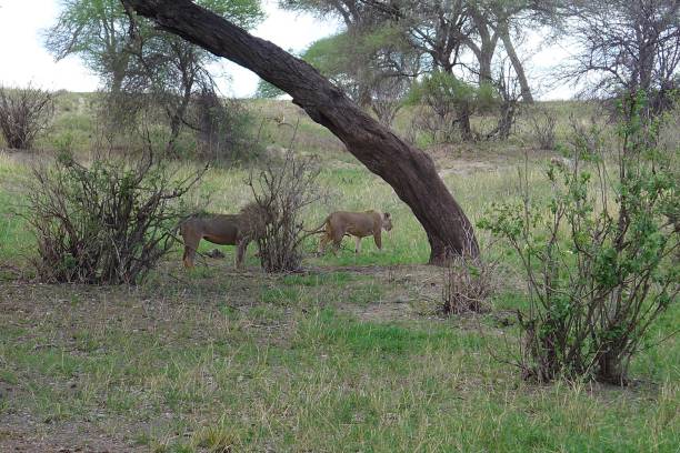 istock Serengeti NP Tanzania 1257230960