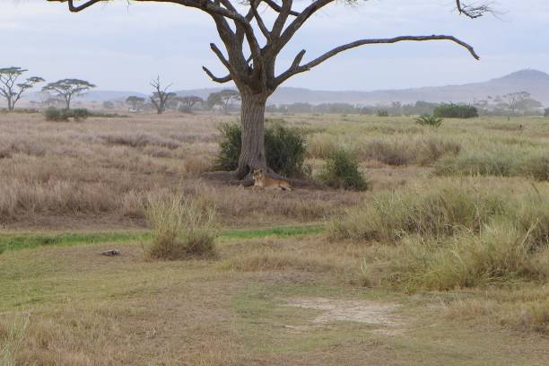istock Serengeti NP Tanzania 1257230993