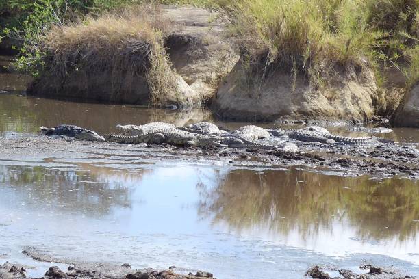 istock Serengeti NP Tanzania 1257231076