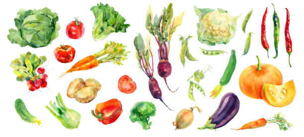 ilustrações, clipart, desenhos animados e ícones de aquarela pintada de coleção de legumes. fundo de legumes coloridos frescos - onion vegetable food freshness