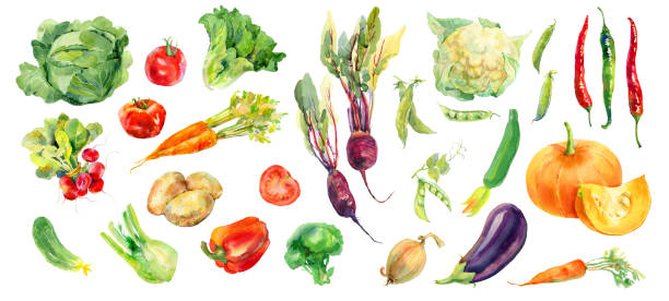 Watercolor painted collection of vegetables. Fresh colorful veggies background Watercolor painted collection of vegetables. Hand drawn food design elements isolated on white background.Radish, carrot, tomato, cabbage, lettuce, romano salad, pepper, potato, peas, pumpkin, chili romano cheese stock illustrations