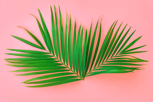 istock Palm leaf on color pink background 1257232430